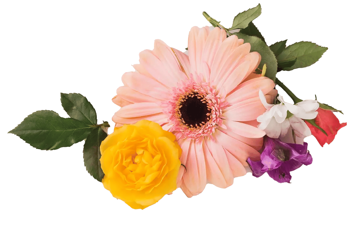 rosa fragancias